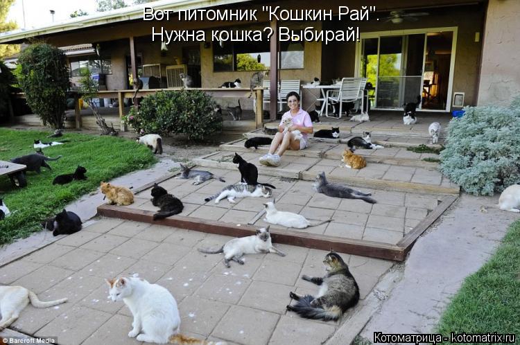 Вот питомник "Кошкин Рай". Нужна кошка? Выбирай!... Котоматрица: Вот питомник "Кошкин Рай". Нужна кошка? Выбирай!