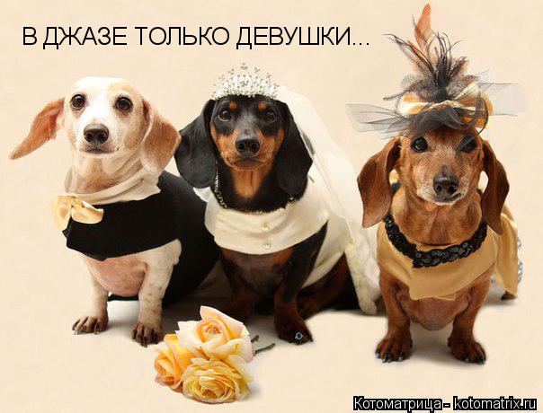 В ДЖАЗЕ ТОЛЬКО ДЕВУШКИ...... Котоматрица: В ДЖАЗЕ ТОЛЬКО ДЕВУШКИ...