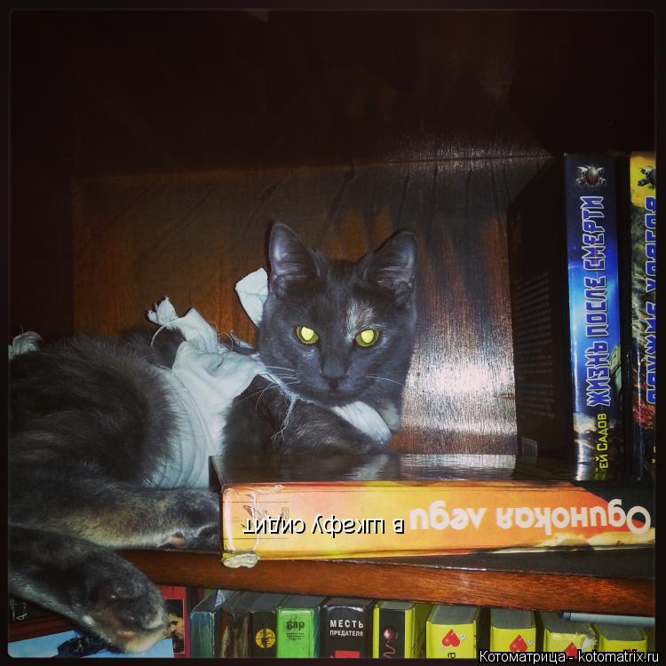 Котоматрица: в шкафу сидит