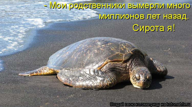 Котоматрица: - Мои родственники вымерли много - Мои родственники вымерли много миллионов лет назад. Сирота я! миллионов лет назад. Сирота я!
