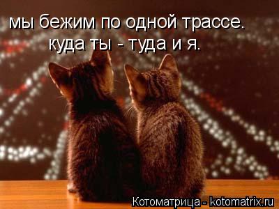 мы бежим по одной трассе. куда ты - туда и я.... Котоматрица: мы бежим по одной трассе. куда ты - туда и я.