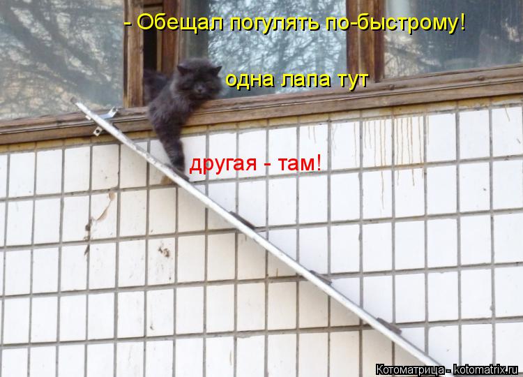 - Обещал погулять по-быстрому! одна лапа тут другая - там!... Котоматрица: - Обещал погулять по-быстрому! одна лапа тут другая - там!