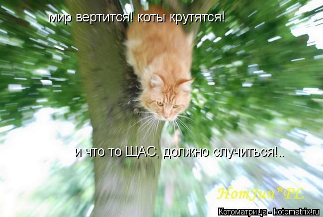 Котоматрица: мир вертится! коты крутятся! и что то ЩАС, должно случиться!..