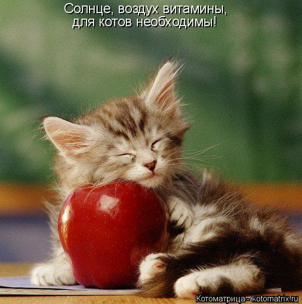 Котоматрица: Солнце, воздух витамины, для котов необходимы!