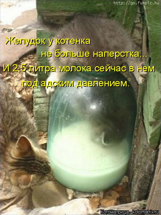 Котоматрица: Желудок у котенка  не больше наперстка... И 2,5 литра молока сейчас в нем  под адским давлением.