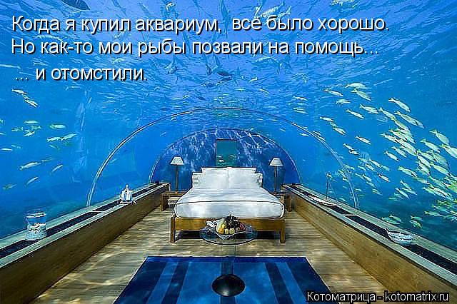 Котоматрица: Когда я купил аквариум,  всё было хорошо. Но как-то мои рыбы позвали на помощь... ... и отомстили.