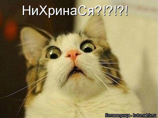 НиХринаСя?!?!?!... Котоматрица: НиХринаСя?!?!?!