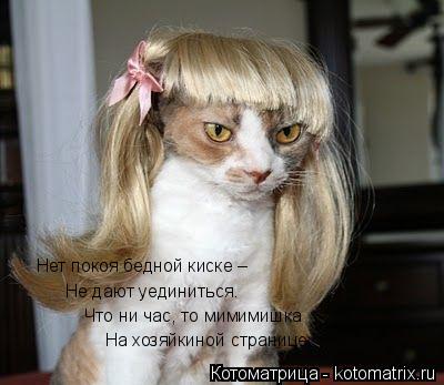 На хозяйкиной странице. Что ни час, то мимимишка Не дают уединиться. Нет покоя бедной киске –... Котоматрица: На хозяйкиной странице. Что ни час, то мимимишка Не дают уединиться. Нет покоя бедной киске –