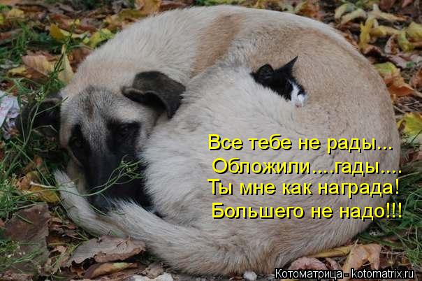 Все тебе не рады... Обложили....гады.... Ты мне как награда! Большего не надо!!!... Котоматрица: Все тебе не рады... Обложили....гады.... Ты мне как награда! Большего не надо!!!