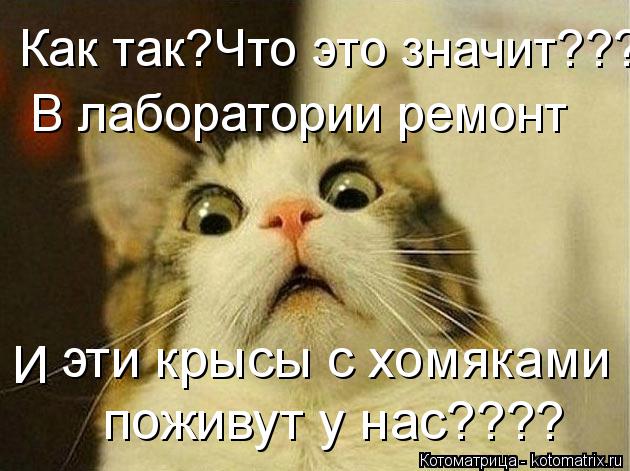 Котоматрица: поживут у нас???? Как так?Что это значит??? В лаборатории ремонт эти крысы с хомяками И