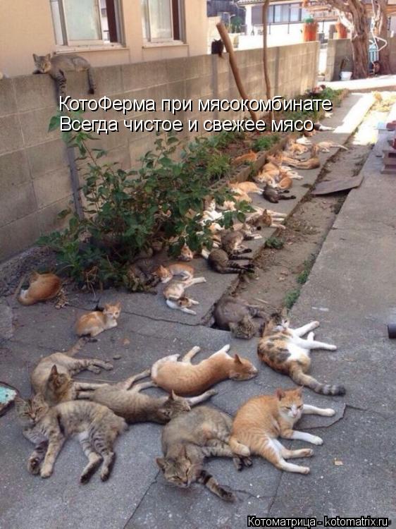 КотоФерма при мясокомбинате Всегда чистое и свежее мясо... Котоматрица: КотоФерма при мясокомбинате Всегда чистое и свежее мясо