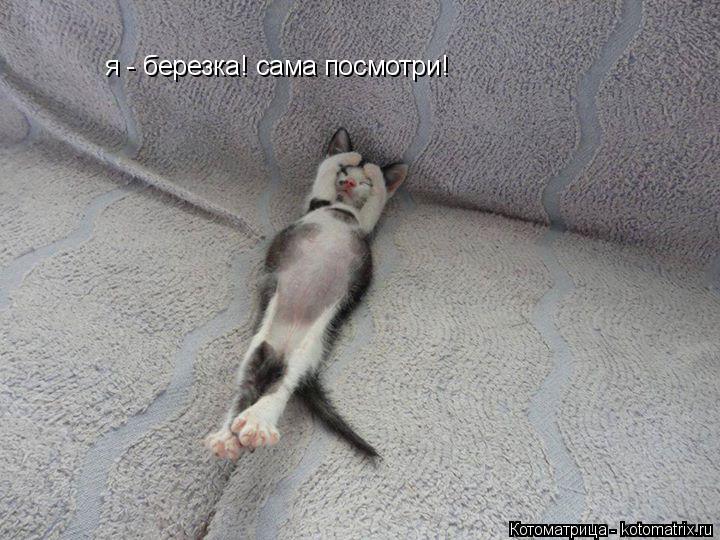 я - березка! сама посмотри!... Котоматрица: я - березка! сама посмотри!