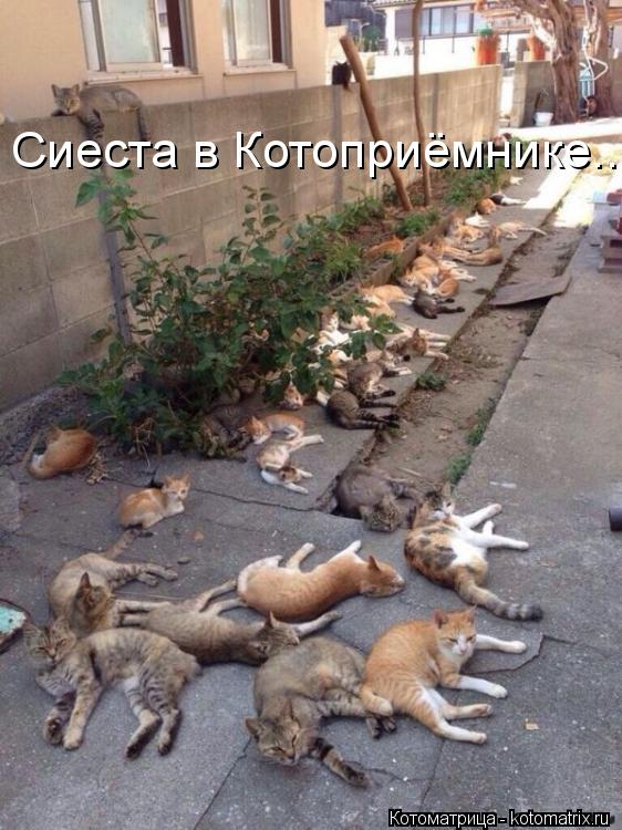 Сиеста в Котоприёмнике...... Котоматрица: Сиеста в Котоприёмнике...