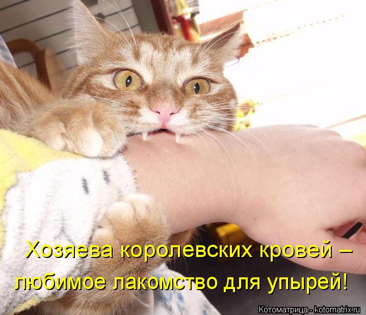 Котоматрица: Хозяева королевских кровей –  любимое лакомство для упырей!