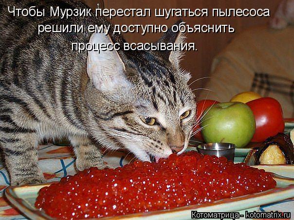 Чтобы Мурзик перестал шугаться пылесоса решили ему доступно объяснить процесс всасывания.... Котоматрица: Чтобы Мурзик перестал шугаться пылесоса решили ему доступно объяснить процесс всасывания.