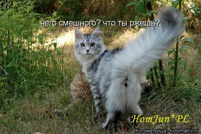 Котоматрица: чего смешного? что ты ржешь?