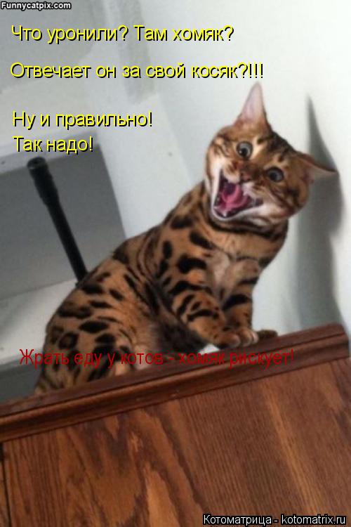 Отвечает он за свой косяк?!!! Что уронили? Там хомяк? Ну и правильно! Так надо! Жрать еду у котов - х... Котоматрица: Отвечает он за свой косяк?!!! Что уронили? Там хомяк? Ну и правильно! Так надо! Жрать еду у котов - хомяк рискует!