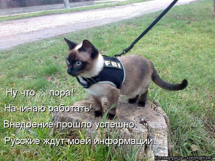 Ну что ... пора! Начинаю работать! Внедрение прошло успешно. Русские ждут моей информации.... Котоматрица: Ну что ... пора! Начинаю работать! Внедрение прошло успешно. Русские ждут моей информации.