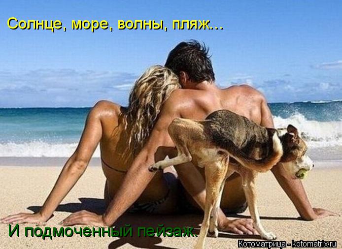 Котоматрица: Солнце, море, волны, пляж…  И подмоченный пейзаж.