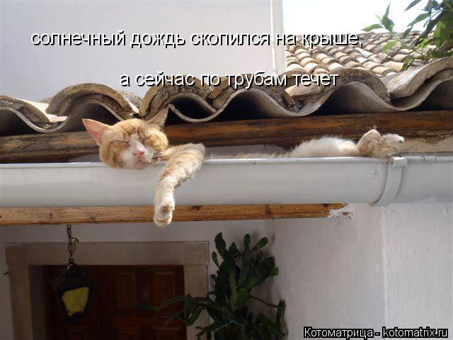 солнечный дождь скопился на крыше, а сейчас по трубам течет... Котоматрица: солнечный дождь скопился на крыше, а сейчас по трубам течет