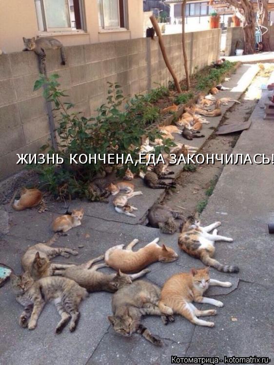 ЖИЗНЬ КОНЧЕНА,ЕДА ЗАКОНЧИЛАСЬ!... Котоматрица: ЖИЗНЬ КОНЧЕНА,ЕДА ЗАКОНЧИЛАСЬ!