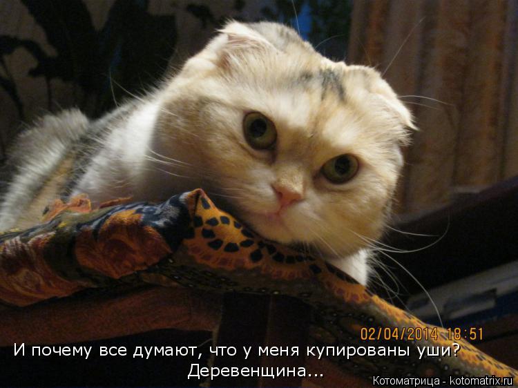 Котоматрица: И почему все думают, что у меня купированы уши? Деревенщина...