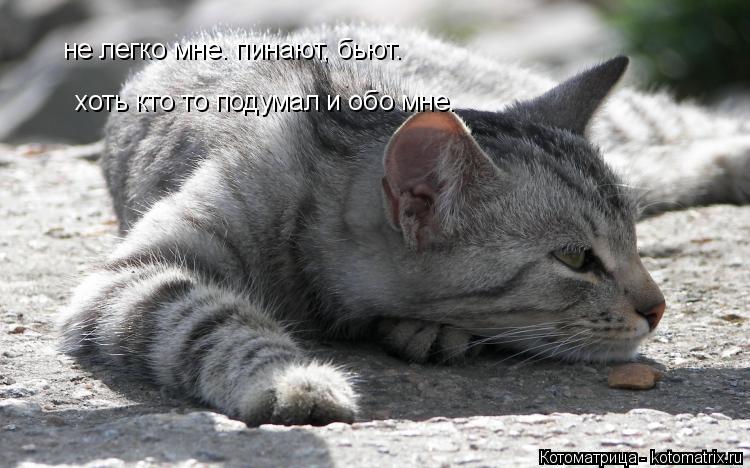 Котоматрица: не легко мне. пинают, бьют. хоть кто то подумал и обо мне.