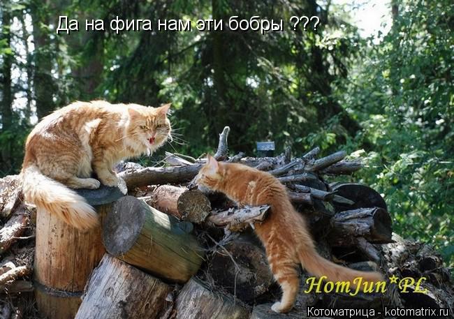 Котоматрица: Да на фига нам эти бобры ???