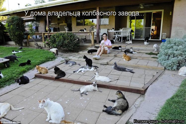 У дома владельца колбасного завода...... Котоматрица: У дома владельца колбасного завода...