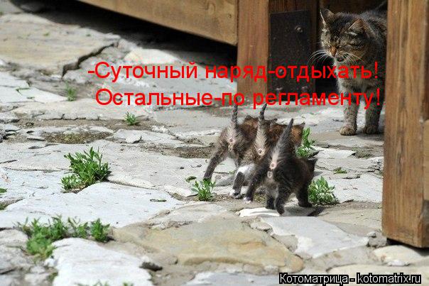 Котоматрица: -Суточный наряд-отдыхать! Остальные-по регламенту!