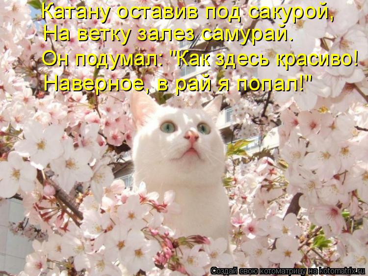 Катану оставив под сакурой, На ветку залез самурай. Он подумал: "Как здесь красиво! Наверное, в рай я... Котоматрица: Катану оставив под сакурой, На ветку залез самурай. Он подумал: "Как здесь красиво! Наверное, в рай я попал!"