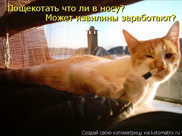 Котоматрица: Может извилины заработают? Пощекотать что ли в носу?