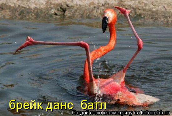 брейк данс батл... Котоматрица: брейк данс батл