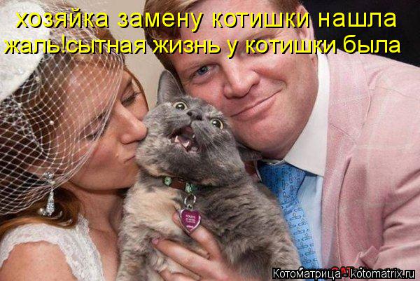 хозяйка замену котишки нашла жаль!сытная жизнь у котишки была... Котоматрица: хозяйка замену котишки нашла жаль!сытная жизнь у котишки была