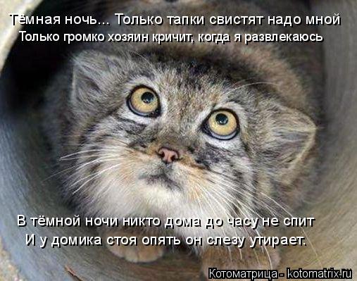 Тёмная ночь... Только тапки свистят надо мной Только громко хозяин кричит, когда я развлекаюсь В тёмн... Котоматрица: Тёмная ночь... Только тапки свистят надо мной Только громко хозяин кричит, когда я развлекаюсь В тёмной ночи никто дома до часу не спит И у до