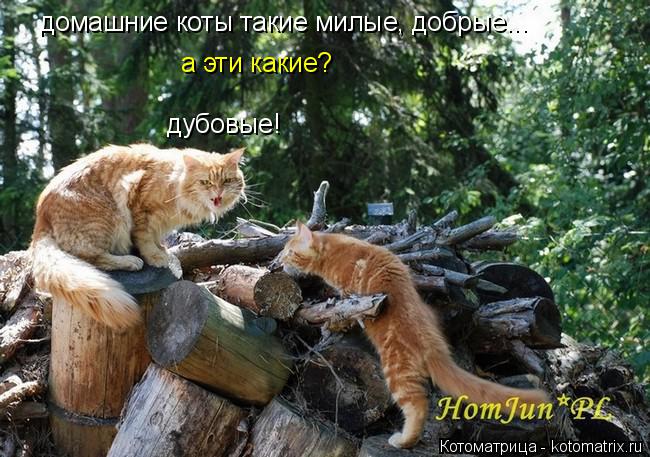 Котоматрица: домашние коты такие милые, добрые... дубовые! а эти какие?