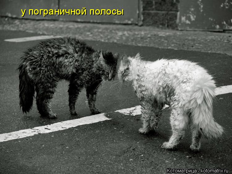 Котоматрица: у пограничной полосы