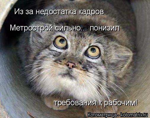 Котоматрица: Из за недостатка кадров  Метрострой сильно... понизил требования к рабочим!