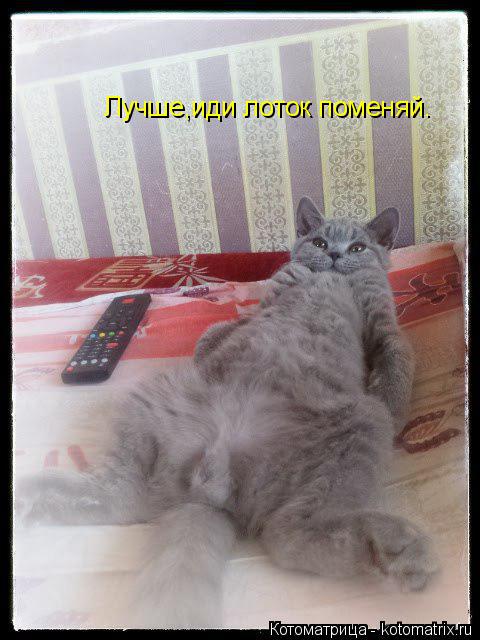 Лучше,иди лоток поменяй.... Котоматрица: Лучше,иди лоток поменяй.