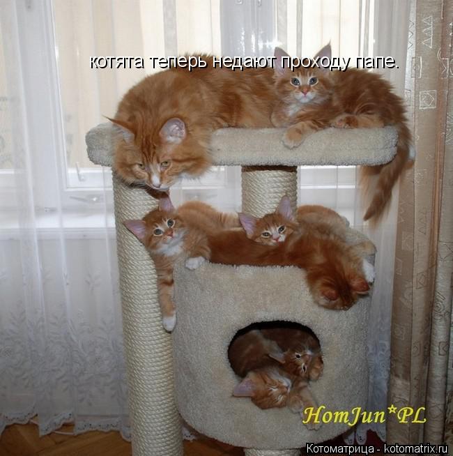 котята теперь недают проходу папе.... Котоматрица: котята теперь недают проходу папе.