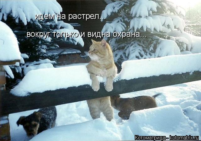 Котоматрица: идем на растрел... вокруг только и видна охрана...