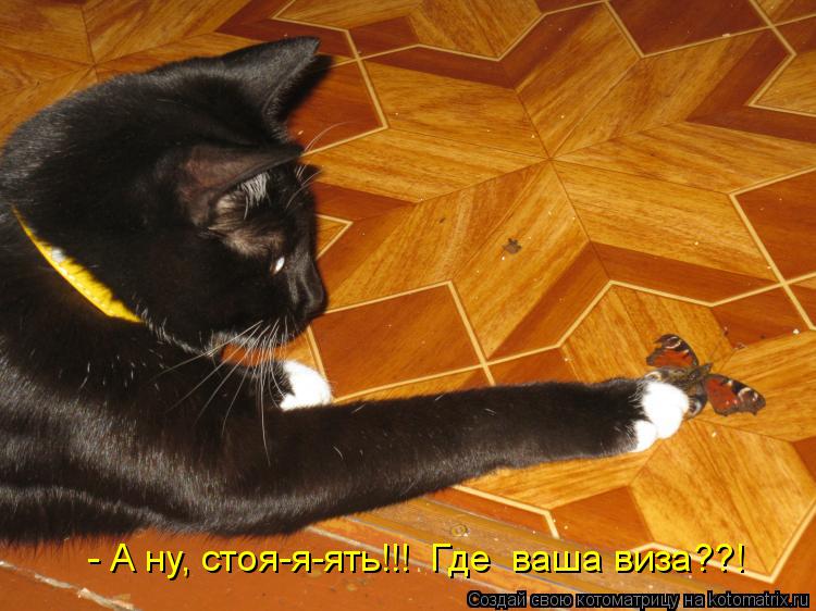 Котоматрица: - А ну, стоя-я-ять!!!  Где  ваша виза??!