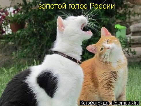 золотой голос России... Котоматрица: золотой голос России