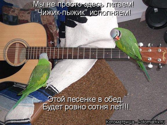 Котоматрица: Мы не просто здесь летаем! "Чижик-пыжик" исполняем! Этой песенке в обед. Будет ровно сотня лет!!!