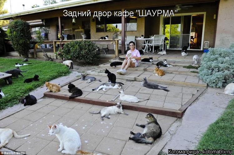 Задний двор кафе "ШАУРМА"... Котоматрица: Задний двор кафе "ШАУРМА"