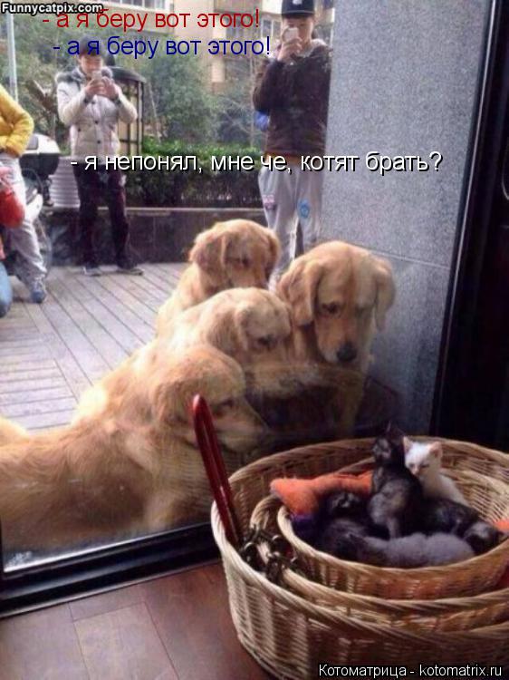 - а я беру вот этого! - а я беру вот этого! - я непонял, мне че, котят брать?... Котоматрица: - а я беру вот этого! - а я беру вот этого! - я непонял, мне че, котят брать?