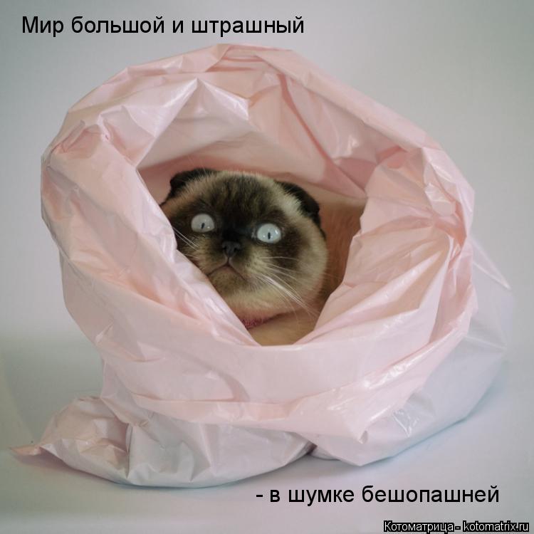 Котоматрица: Мир большой и штрашный - в шумке бешопашней