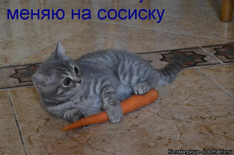 Котоматрица: меняю на сосиску меняю на сосиску
