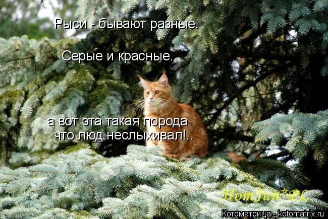 Котоматрица: Рыси - бывают разные. Серые и красные. а вот эта такая порода что люд неслыхивал!..