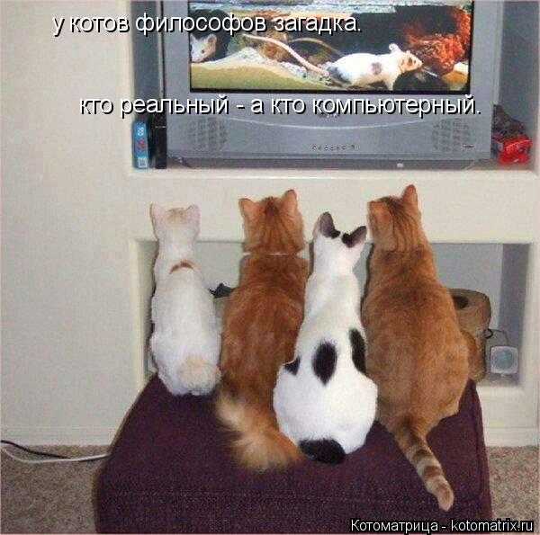 у котов философов загадка. кто реальный - а кто компьютерный.... Котоматрица: у котов философов загадка. кто реальный - а кто компьютерный.